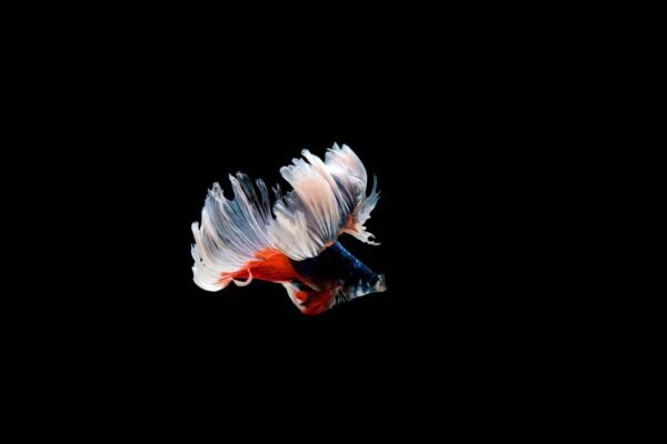 White Betta Fish