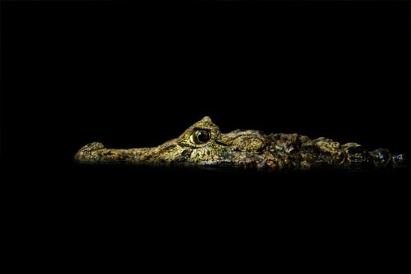 Crocodile Skull: A Marvel of Nature’s Engineering Crocodile Skull
