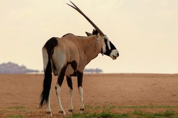 African Pony